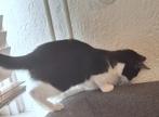 Kitten te koop, Dieren en Toebehoren, Katten en Kittens | Overige Katten, Kater, Kortharig, 0 tot 2 jaar