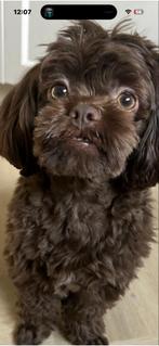 Prachtige, lieve reu Maxxi beschikbaar voor dekking, Reu, 1 tot 2 jaar, Eén hond, Nederland