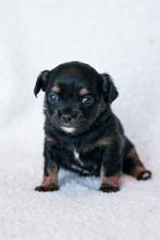 Kruising chihuahua met shih tzu, Dieren en Toebehoren, 8 tot 15 weken, CDV (hondenziekte), Meerdere, Meerdere dieren