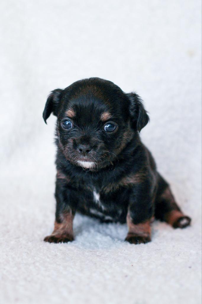 Kruising chihuahua met shih tzu, Dieren en Toebehoren, Honden | Niet-rashonden, Klein, Meerdere dieren, Particulier, Meerdere