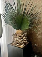 Gemummificeerde palm in hoge zwarte pot, Palm, 150 tot 200 cm, Volledige schaduw, In pot