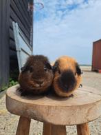 3 lieve cavia zeugjes, Dieren en Toebehoren, Vrouwelijk, Tam, Maart, Cavia