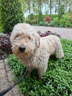Golden Doodle, 6 jaar oud, 6 jaar of ouder, Overige rassen, CDV (hondenziekte), Teef