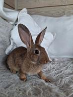 Lieve jonge lotharinger ram, Dieren en Toebehoren, Konijnen, Mannelijk, Groot, 0 tot 2 jaar