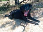 Labrador kruising vriese stabij, 6 jaar of ouder, Reu, Eén hond, Nederland