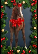 Arabisch hengstveulen word vermoedelijk koffievos en +1.55, Dieren en Toebehoren, Paarden, Minder dan 160 cm, Gechipt, Niet van toepassing