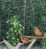 Kapoetsijs, Meerdere dieren, Tropenvogel