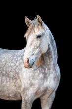 Lieve Spaanse merrie – 8 jaar – 1.55 m, Dieren en Toebehoren, Paarden, Minder dan 160 cm, B, 7 tot 10 jaar, Recreatiepaard