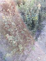 Meidoorn (Crataegus monogyna) 60-100cm, Volle zon, Vaste plant, Lente, Ophalen