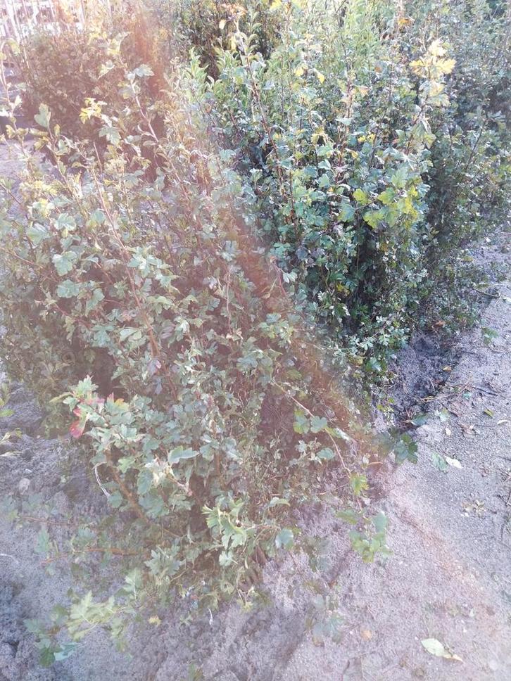 Meidoorn (Crataegus monogyna) 60-100cm, Tuin en Terras, Planten | Tuinplanten, Vaste plant, Overige soorten, Volle zon, Lente