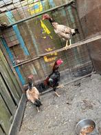 Mooie jonge trio haan met hennen shamo,s, Dieren en Toebehoren, Pluimvee, Meerdere dieren, Kip