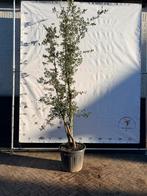 Mooie meerstammige kurkeik, Ophalen, Zomer, Volle zon, Overige soorten