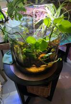 Prachtig Betta pool aquarium, Dieren en Toebehoren, Vissen | Aquaria en Toebehoren, Ophalen of Verzenden, Zo goed als nieuw, Leeg aquarium