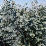 Eucalyptus plant te koop, Tuin en Terras, Planten | Bomen, Ophalen, Volle zon, Overige soorten, Minder dan 100 cm
