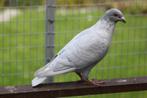 Postduiven kleurpostduiven, Dieren en Toebehoren, Vogels | Duiven, Meerdere dieren, Postduif