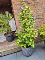 Japanse roos in pot, Ophalen of Verzenden, Overige soorten, Volle zon