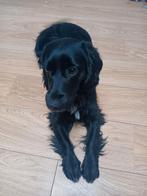 Lieve hond te koop, Dieren en Toebehoren, Rabiës (hondsdolheid), 1 tot 2 jaar, Teef, Eén hond