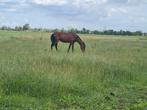 Heerlijke stalling beschikbaar! Ook voor hengsten is er plek, Weidegang, 2 of 3 paarden of pony's