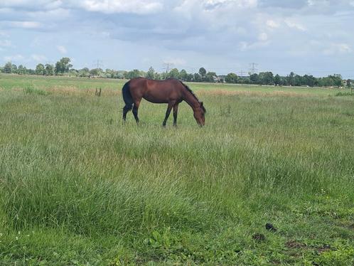 Heerlijke stalling beschikbaar! Ook voor hengsten is er plek, Dieren en Toebehoren, Stalling en Weidegang, Stalling, Weidegang