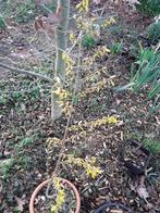 Bloeiend  hout, In pot, Overige soorten, Ophalen