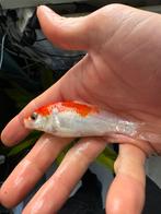 Doitsu kohaku !, Karper of Koi