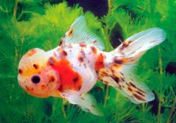 Leeuwenkoppen Oranda Sluierstaarten