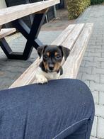 Te koop Jack Russel terrier, Dieren en Toebehoren, Jack Russell Terriër, CDV (hondenziekte), 8 tot 15 weken, Meerdere