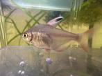 Roze tetra, Dieren en Toebehoren, Vissen | Aquariumvissen, Vis