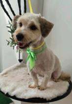 Pixie reutje 2 jr ter opvang of adoptie Spoed, Dieren en Toebehoren, Honden | Niet-rashonden, Particulier, Reu, 1 tot 2 jaar, Buitenland