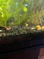 Gele appelslakken, Slak of Weekdier