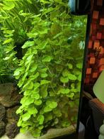 Braziliaanse klimmop nog 2 stekken, Dieren en Toebehoren, Vissen | Aquaria en Toebehoren, Ophalen, Zo goed als nieuw, Plant(en), Steen of Hout