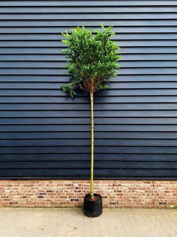 Robinia pseudoacacia 'Umbraculifera' (bol Acacia)🌳 beschikbaar voor biedingen