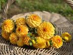 ===>Dahlia knollen golden scepter geel pluktuin <===, Tuin en Terras, Ophalen of Verzenden, Voorjaar, Volle zon, Knol