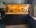 2 baardagamen(Man+vrouw)+Terrarium met onderkast, Dieren en Toebehoren, Reptielen en Amfibieën | Toebehoren, Ophalen, Terrarium of Paludarium