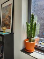 Cactus x 2, Tuin en Terras, Planten | Bomen, Ophalen, Volle zon, Overige soorten, 100 tot 250 cm