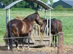 Paardenpensionstalling met veel weidegang, Dieren en Toebehoren, Stalling en Weidegang, 1 paard of pony, Weidegang
