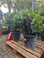 Grote druif oude stam met flinke trossen - Monastrell