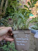 Diverse vaste planten, ecologisch geteeld, Tuin en Terras, Planten | Tuinplanten, Ophalen, Zomer, Overige soorten, Halfschaduw