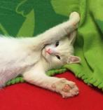 Witte en Rode kitten. Om verliefd op te worden!!!!, Kater, Kortharig, 0 tot 2 jaar