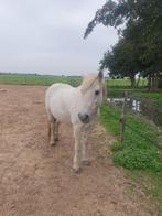 lieve welsh b pony te koop, Dieren en Toebehoren, Pony's, Merrie, Gechipt, Zadelmak, B pony (1.17m tot 1.27m)