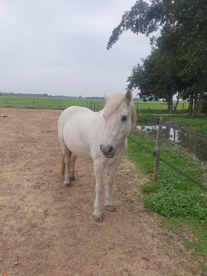 lieve welsh b pony te koop, Dieren en Toebehoren, Pony's, Merrie, Zadelmak, B pony (1.17m tot 1.27m), Recreatiepony, 11 jaar of ouder