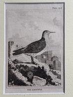 1812 - ets - Strandloper / Sandpiper, Antiek en Kunst, Ophalen of Verzenden
