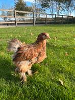 Brahma hen, Mannelijk, Kip