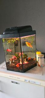 Visbak compleet, Ophalen, Zo goed als nieuw, Gevuld zoetwateraquarium