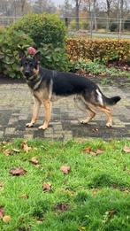 Dekreu, Rabiës (hondsdolheid), Reu, Eén hond, 3 tot 5 jaar
