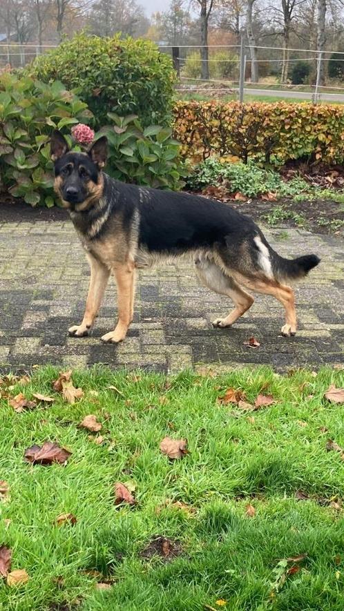 Dekreu, Dieren en Toebehoren, Honden | Dekreuen, Reu, Particulier, Eén hond, Nederland, 3 tot 5 jaar, CDV (hondenziekte), HCC (leverziekte)