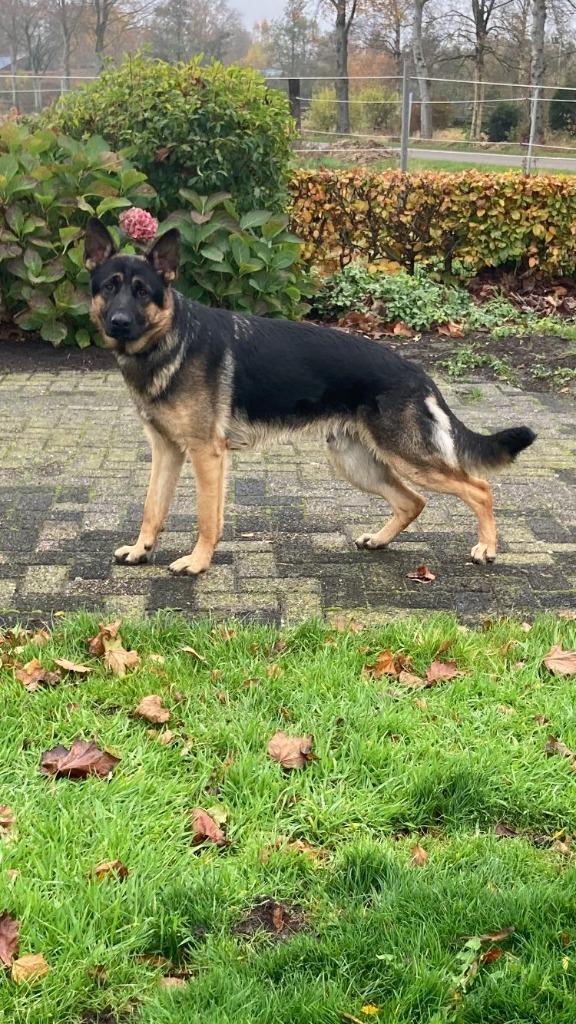Dekreu, Dieren en Toebehoren, Honden | Dekreuen, Reu, Particulier, Eén hond, Nederland, 3 tot 5 jaar, CDV (hondenziekte), HCC (leverziekte)