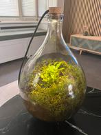 Mini biotoop, terrarium, ecosysteem, plant in fles, Ophalen, Overige kleuren, Minder dan 50 cm, Glas