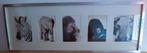 Lijst met dieren afbeeldingen, Ophalen, Zo goed als nieuw, 75 tot 100 cm, Foto of Poster
