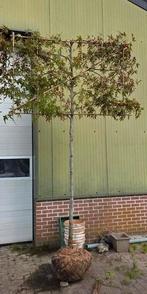 Lei liquidambar / lei Amberboom, Ophalen of Verzenden, Halfschaduw, Leiboom